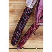 35 Seeds BLOODY BUTCHER Red CORN Edible & Ornamental Heirloom Zea Mays Vegetable Seeds