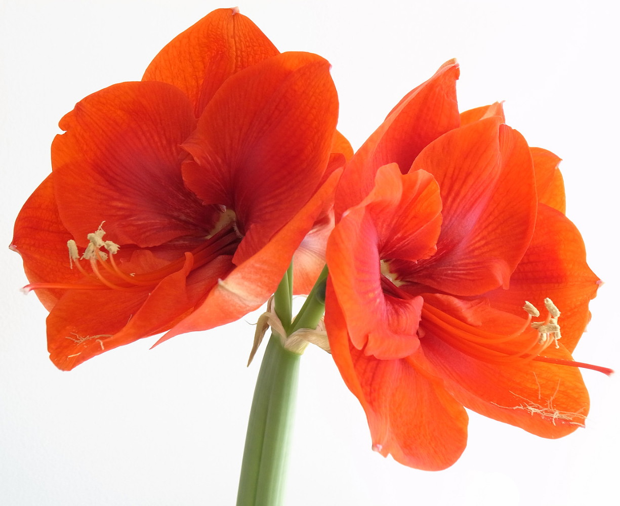 Bouquet Giant Amaryllis Orange Large Bulb