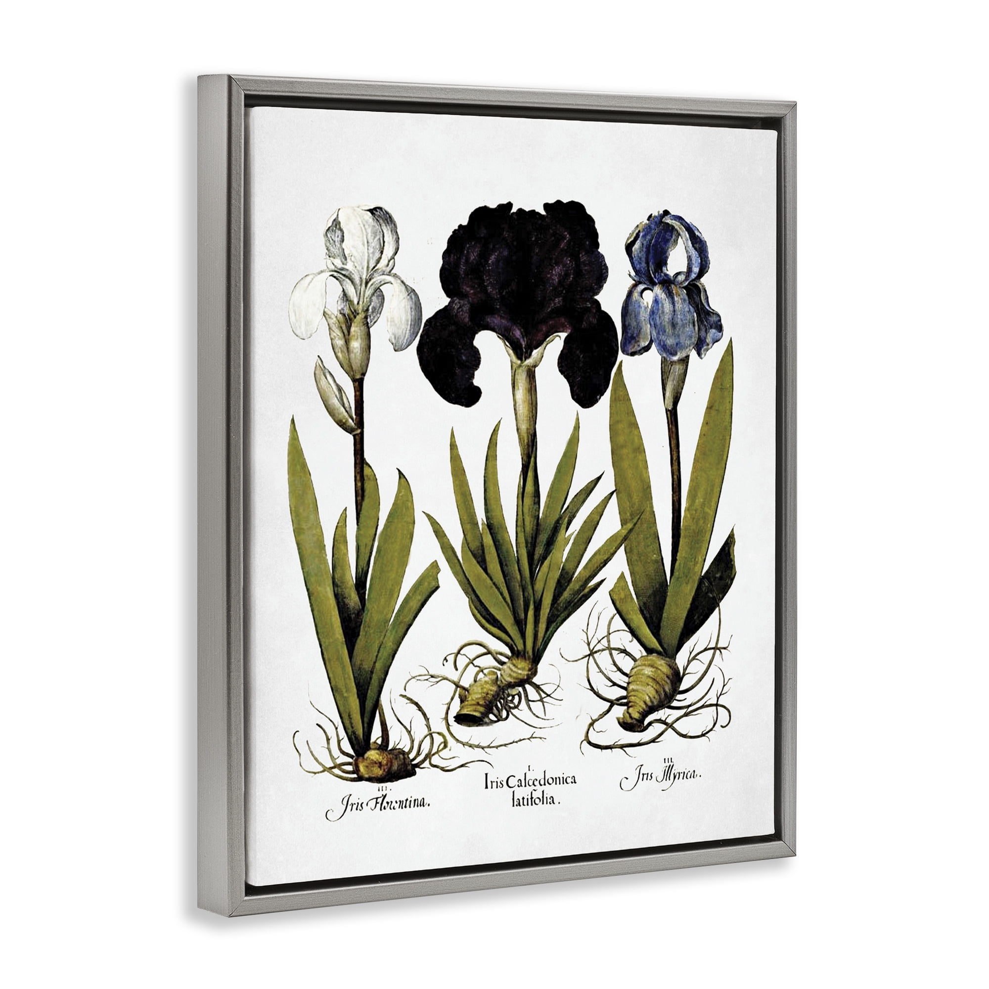Stupell Industries Vintage Iris Flowers Botanical & Floral Painting Gray Floater Framed Art Print Wall Art, 17 x 21