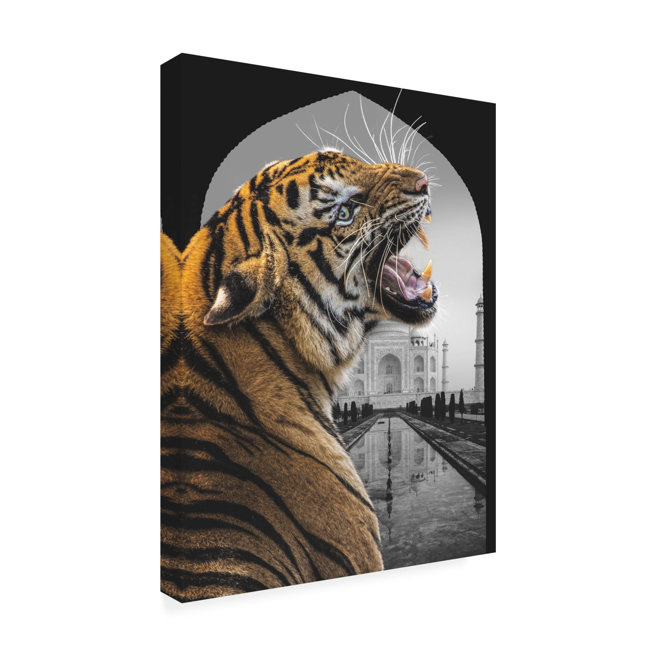 Trademark Fine Art Fadil Roze  Bengali Stare Canvas Wall Art