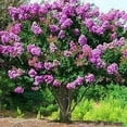 thumbnail image 2 of Crape Myrtle Catawba  1 Extra Large 3 Gallon Plant I Purple Flowering Lavender-Purple Summer Blooms, Drought-Resistant Live Tree, 2 of 8