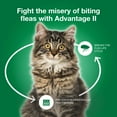 Advantage II Flea & Lice Treatment for Large Cats, 9 lbs+, 4Monthly Doses