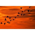 thumbnail image 2 of OBrien, Jay 24x17 Black Ornate Wood Framed with Double Matting Museum Art Print Titled - NJ, Cape May Flying birds silhouetted at sunrise, 2 of 4