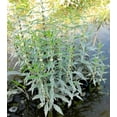 thumbnail image 2 of 20 WATER HOREHOUND Lycopus Americanus American Bugleweed Herb Flower Seeds, 2 of 7