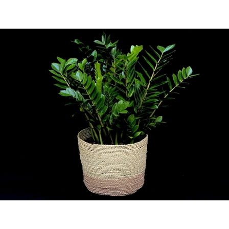 ZZ Plant-Zamioculcas zamiifolia-Ideal for Low Light  10" Pot