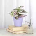 thumbnail image 4 of Live Tradescantia Nanouk Plant - Colorful Foliage - Bright Light - 4" Decorative Pot Cover - Thorsen's Greenhouse, 4 of 5