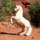 thumbnail image 4 of Figura de caballo Breyer Horses Traditional Series Cloud 30th, 4 of 5