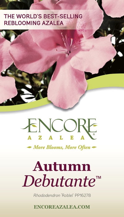 Encore Azalea Autumn Debutante (1 Gallon) Pink Flowering Shrub - Full Sun Live Outdoor Plant