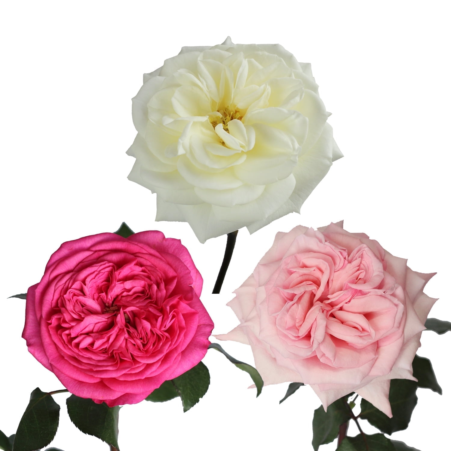 Bloomingmore, Fresh Cut Flowers, Pink and White Garden Roses - Special Wedding Pack - 36 Stems