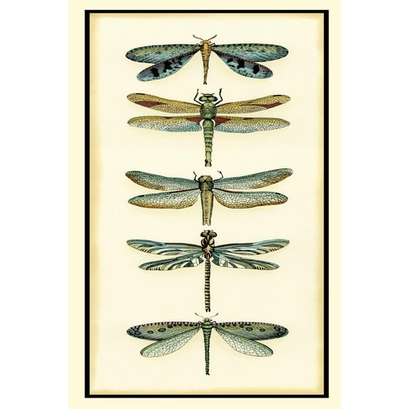 Art.com Dragonfly Collector I Art Print by Chariklia Zarris, 12" x 18"