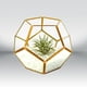thumbnail image 2 of Presentación Geométrica Decoración del Envase Cobre Gloria Terrario Geométrico, 2 of 9