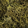 thumbnail image 2 of Vickerman Tray Moss Green Moss, Wolf Lichen - 8-9 oz, Preserved, 2 of 2