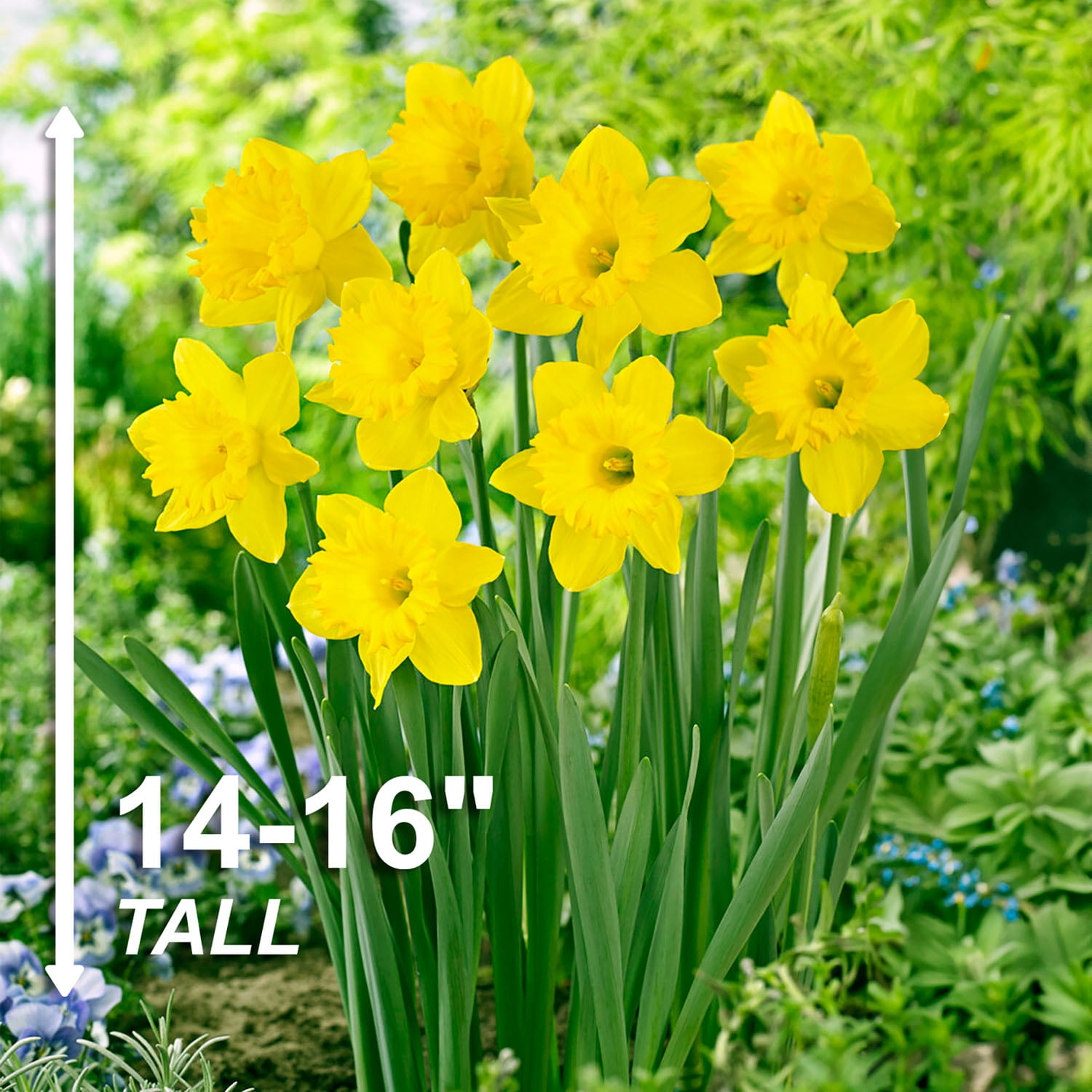 Garden State Bulb Narcissus Trumpet Dutch Master Daffodil Flower Bulbs, 14/16cm (Bag of 25)