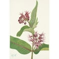 thumbnail image 2 of Mary Vaux Walcott 11x14 Gold Ornate Wood Frame and Double Matted Museum Art Print Titled - Showy Milkweed. Asclepias Speciosa (1925), 2 of 4