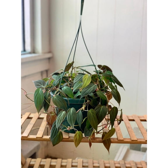 RedCrocus Micans' Philodendron-Unique Indoor Plant-Perfect for Hanging Baskets 6" Pot