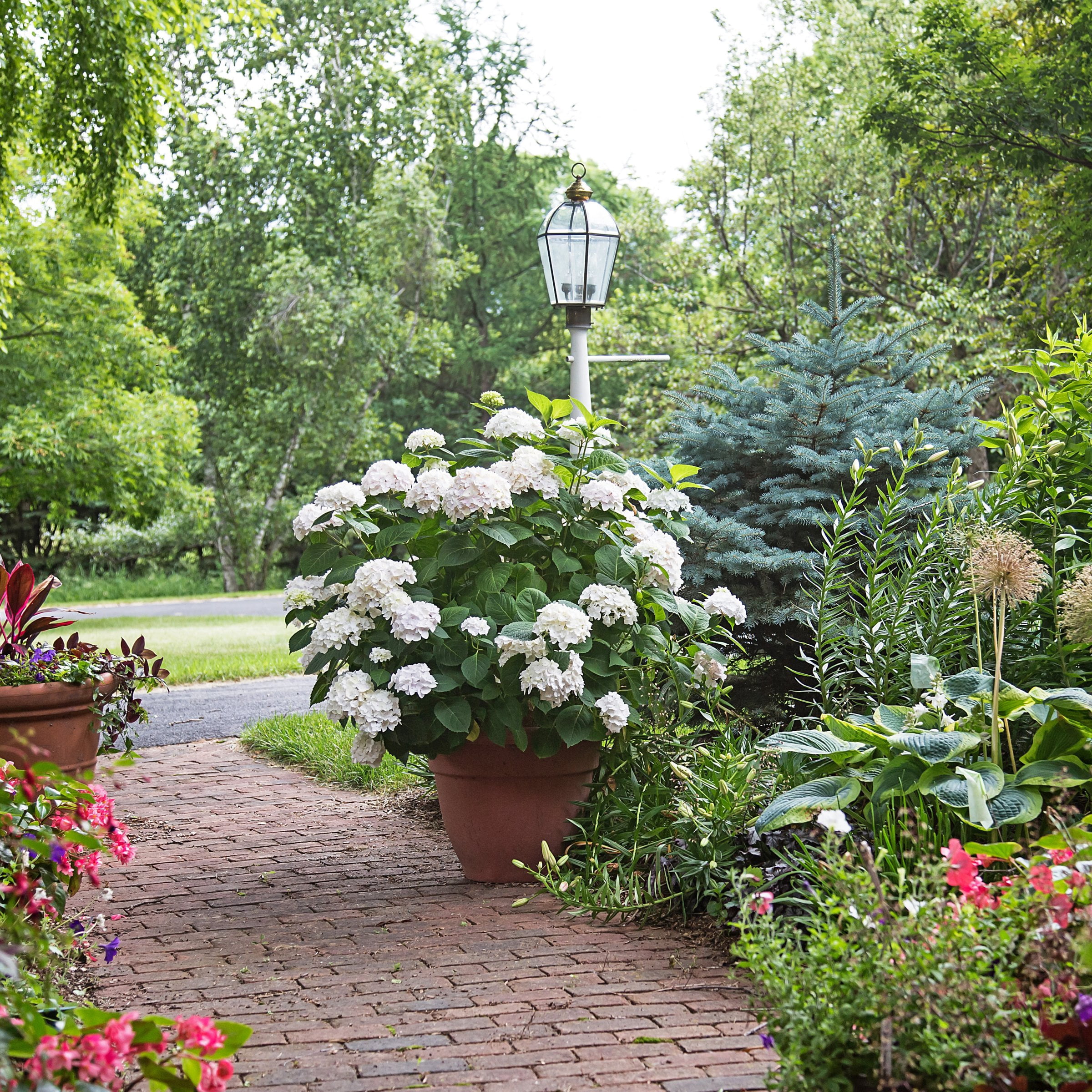 National Plant Network 1 gal. Hydrangea Endless Summer Blushing Bride