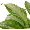 thumbnail image 2 of House Plant 6-CH.EVERGREEN-SILVER.BAY Silver Bay Chinese Evergreen Plant in 6 in. Pot, 2 of 2