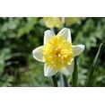thumbnail image 2 of Full House Double Daffodil Bulbs for Planting Beautiful White and Yellow Blooms 10 Bulbs, 2 of 5