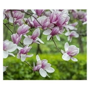 Saucer Magnolia Shrub/Tree - 6-12" Tall Soulangeana Plant - Live Bush - Potted Seedling - 2.5" Pot - Magnolia x Soulangeana