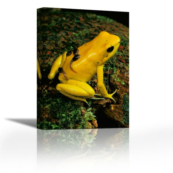 Golden Poison Dart Frog male carrying tadpoles on his back, Colombia - Contemporary Fine Art Giclee on Canvas Gallery Wrap - wall décor - Art painting - 19 x 27 Inch - Ready to Hang