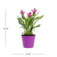thumbnail image 3 of Island Blooms 3QT Multicolor Curcuma Live Annual Plant Decorative Pot Sun, 3 of 7