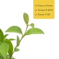 thumbnail image 5 of 3 Japanese Privet in 2.5" Nursery Cubes | Ligustrum japonicum | Evergreen Shrub for Hedges, Screens & Borders | Ready-to-Plant & Easy-to-Grow Outdoor Live Starter Plants, 5 of 6