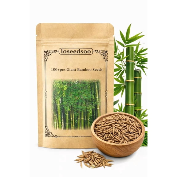 100 Giant Bamboo Seeds – Fast Growing Bamboo Tree Seeds for Planting, Tall Privacy Bamboo for Garden, Backyard & Landscaping