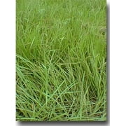 Pensacola Bahia Grass Seed (Coated) - 5 Lbs.
