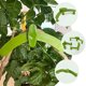 thumbnail image 3 of pinzas de plástico para doblar ramas de plantas., 3 of 6