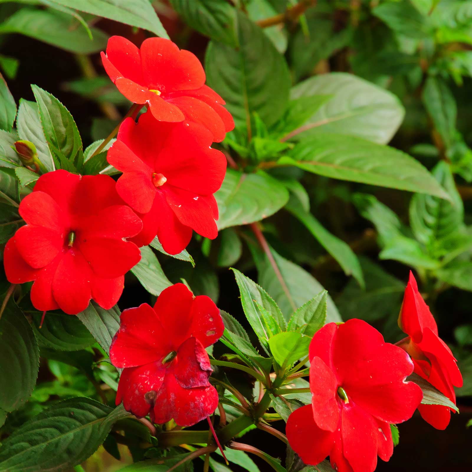 Impatiens Flower Garden Seeds F1 Dazzler Series Cranberry 500