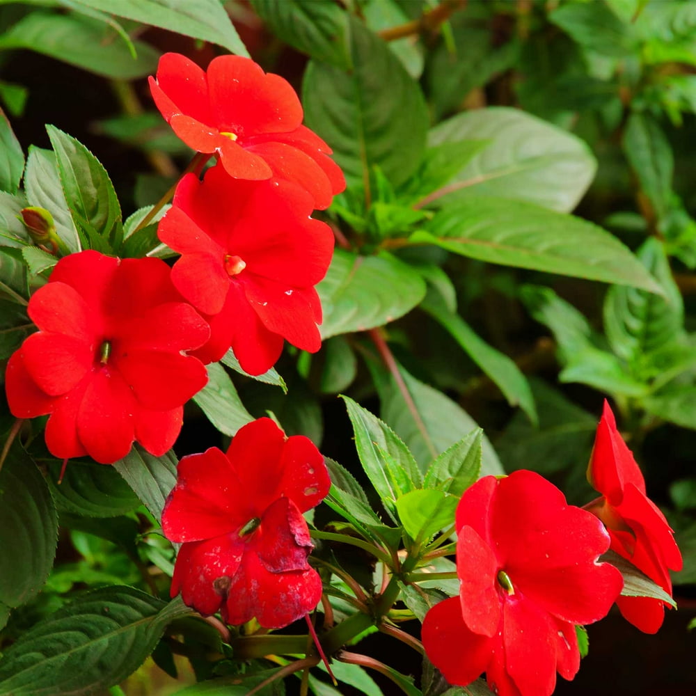 Impatiens Flower Garden Seeds F1 Dazzler Series Cranberry 500