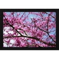 thumbnail image 2 of Alabama Picture Archive 24x17 Black Modern Wood Framed Wall Art Titled - Flowering Redbub Tree Alabama I, 2 of 6