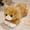 Orange, variant on Premium Stuffed Animal Plush Toy Realistic Cat Plush Animals Cute Kitten Plushies Toy Gifts for Boys and Girls