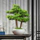 thumbnail image 3 of Adornos de bonsái de pino simulados y acogedores, bonsáis artificiales, plantas de escritorio, pequeñas plantas verdes, 3 of 3