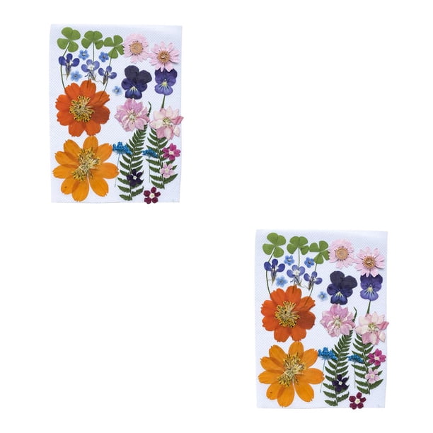 Cateissary Flores secas naturales Decoraciones de flores prensadas en relieve Tipo decorativo 3 Type1 NO1