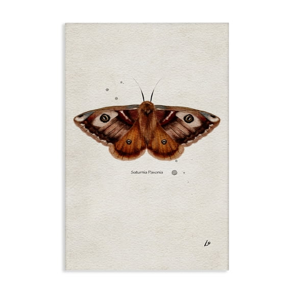 Stupell Industries Scientific Orange Moth Insects Painting Wrapped Canvas Art Print Wall Art, 16 x 24