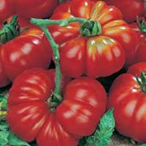 Tomato Seeds , Beefsteak, Heirloom, 100  Seeds, Great Sliced Tomato, Delicious