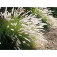 thumbnail image 5 of White Fountain Grass  1 Large Gallon Size Plant  Pennisetum Alopecuroides  Low Maintenance Blooming Ornamental Grass, 5 of 9