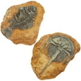 thumbnail image 3 of SHISUYAN Creative Resin Reptile Box Decor for DIY Light Brown Ornament 2Pcs, 3 of 8