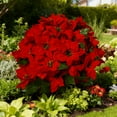thumbnail image 4 of Guvpev 15" Realistic Artificial Poinsettia for Christmas, Red Faux Flower Plant for Tabletop, Front Door, Porch, Entryway, Garden & Indoor Holiday Décor Display(2PCS), 4 of 11