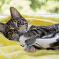 thumbnail image 3 of SIfdSeng Cat Toy Wireless Remote Control Fun Machine Interactive Pet Cat Dog Puzzle Toys Dog Enrichment Toys for Large Dogs Dog Toy, 3 of 6