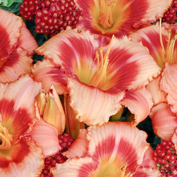 Strawberry Candy Daylily Flower Root - Easy to Grow Live Plant - Perennial - Attracts Butterflies and Hummingbirds