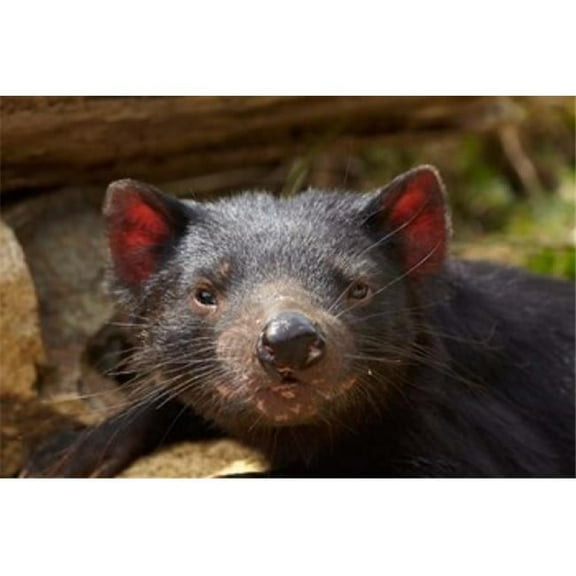 Tasmanian Devil Wildlife Southern Tasmania Australia Poster Print by David Wall - 29 x 19 in.