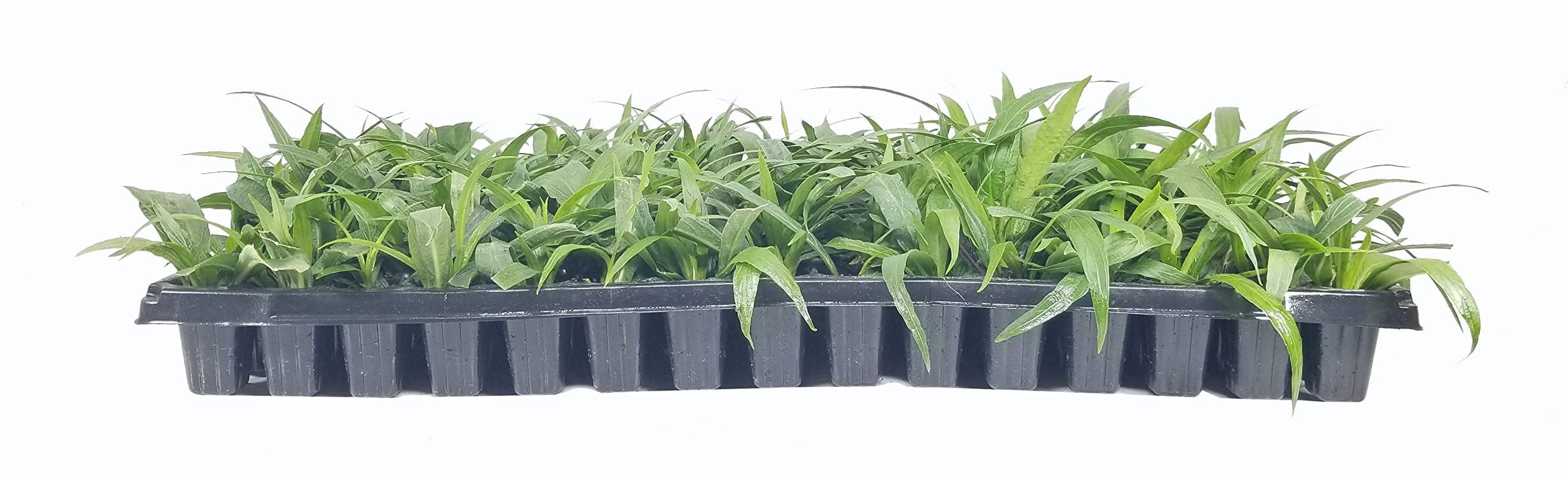 Dwarf Mexican Petunia White  Katie's Dwarf Ruellia Brittoniana  3 Live Plants  Drought Tolerant Blooming Butterfly Bush