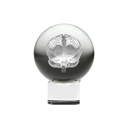 Laser Photo Crystal - Dynasty Gallery Crystal Sphere with Laser Etched Brain - LED Lighted Base