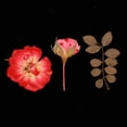 thumbnail image 3 of Flores secas naturales perfecl Colecciones Orgánicas DIY Arte de Scrapbooking Decoraciones Florales, 3 of 8