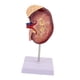 thumbnail image 5 of Modelo de riñón humano, réplica ampliada al doble del tamaño real, herramienta para de la biología y el aprendizaje de, 5 of 9