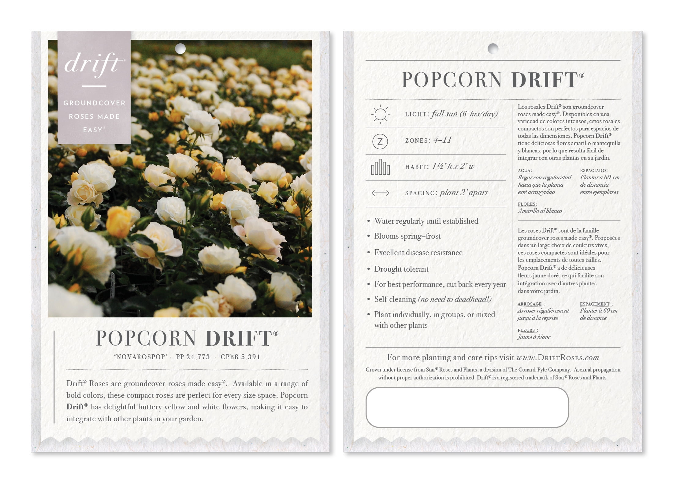 Popcorn Drift Rose (1 Gallon) Low-growing Yellow-White Blooming Groundcover Shrub - Full Sun Live Outdoor Plant