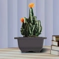 thumbnail image 3 of 15 PCS 4.7 Inch Flower Pot, Square Plastic Bonsai Training Pot, Flower Succulent Flower Pot Container, for Garden, Interior, Hom, 3 of 6