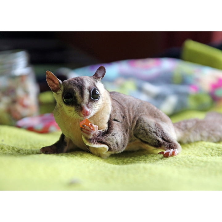 Glider Care Sugar Glider Bites Me Sugar Glider For Sale Baby Sugar
